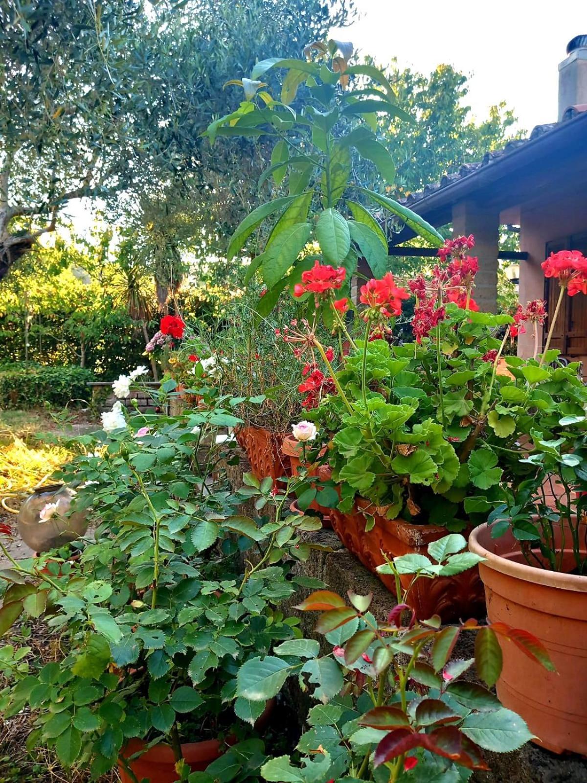All'Ombra Degli Olivi Pisciarelli Buitenkant foto